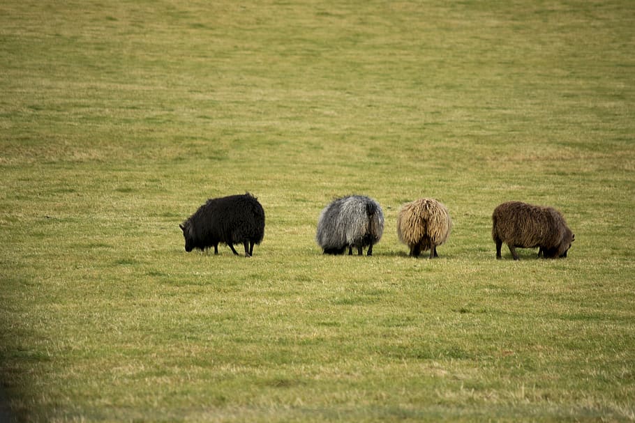 ovelles, fraternitat, herba, temes d'animals, mamífer, animal, planta, fauna animal, animals a la natura, medi ambient, paisatge, grup d’animals, cap gent, camp, dia, animals domèstics, naturalesa, terra, agricultura, pasturatge, plana, bestiar, a l'aire lliure, ramat, herbívors, prada, 5K