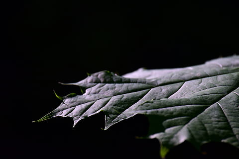Blatt, Ahornblatt, Nahansicht, Struktur, Fasern, Natur, Grün, dunkel, Pflanze, schwarzer Hintergrund, Studioaufnahme, Pflanzenteil, Zerbrechlichkeit, kopieren sie platz, Verletzlichkeit, Blume, Frische, blühende Pflanze, drinnen, keine Leute, Schönheit in der Natur, Blütenblatt, Wachstum, Blütenstand, Blütenkopf, 5K, CC0, gemeinfrei, lizenzfrei