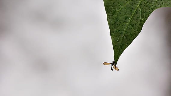 ecuador, mindo, selva tropical, arbres, verd, bosc, naturalesa, invertebrat, un animal, temes d'animals, insecte, fauna animal, animal, animals a la natura, full, part de la planta, primer pla, cap gent, formiga, planta, dia, còpia espai, artròpode, a l'aire lliure, color verd, creixement, 5K, CC0, domini públic, lliure de regalies
