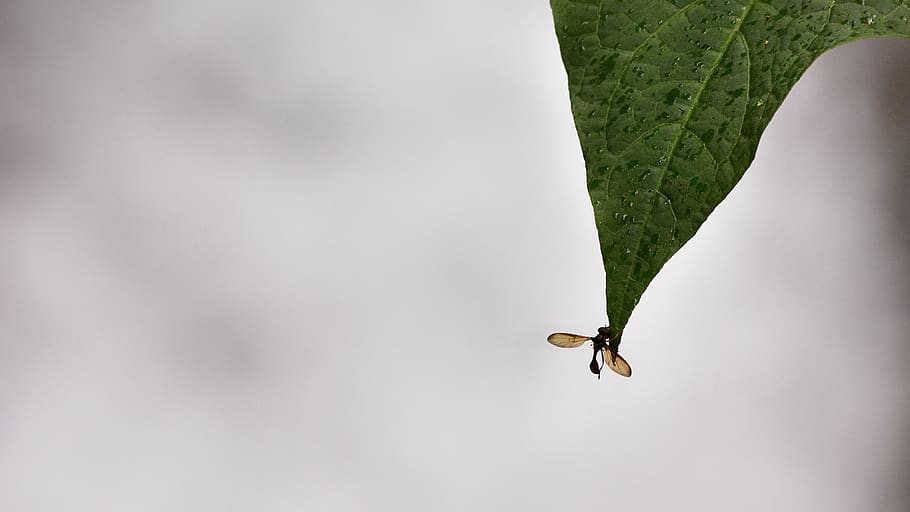 ecuador, mindo, selva tropical, arbres, verd, bosc, naturalesa, invertebrat, un animal, temes d'animals, insecte, fauna animal, animal, animals a la natura, full, part de la planta, primer pla, cap gent, formiga, planta, dia, còpia espai, artròpode, a l'aire lliure, color verd, creixement, 5K