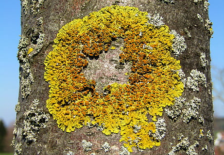 Baum, Log, Pilz, Flechte, Natur, Moos, Pflanze, Verschmutzung, Gelb, Biologie, Naturgeschichte, Baum Kunde, Baumstamm, Kofferraum, Wachstum, keine Leute, Tag, Nahansicht, Schönheit in der Natur, draußen, Blume, blühende Pflanze, texturiert, Verletzlichkeit, Zerbrechlichkeit, Ruhe, Borke, 5K, CC0, gemeinfrei, lizenzfrei