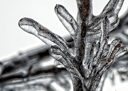 klar, sort, krystal tapet, snestorm, grene, kold, fedt nok, krystal, design, ze, pift, frost, frost-, Frosset, is, isnende, sæson-, træ, vejr, vinter, et dyr, tæt på, dyreliv, dyr i naturen, krybdyr, dyr kropsdel, hvirveldyr, fokus på forgrunden, menneskelig kropsdel, menneskelig hånd, kropsdel, natur, dag, udendørs, munden åben, dyre mund, profilvisning, menneskeligt ansigt, 1080P, CC0, offentligt domæne, royaltyfrie
