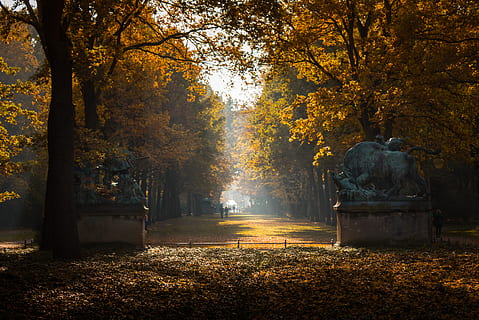 tardor, caure, arbres, arbre, fulles, sol, boira, monument, bosc, fusta, ampli, taronja, marró, planta, canvi, naturalesa, parc, direcció, el camí a seguir, cap gent, parc - l'home va fer espai, sendera, part de la planta, full, creixement, tranquil·litat, bellesa a la natura, caient, a l'aire lliure, dia, color taronja, col·lecció de tardor, 4K, CC0, domini públic, lliure de regalies