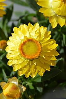 groc, flor, primavera, pètals, Helichrysum, planta amb flors, planta, frescor, fragilitat, vulnerabilitat, cap de flor, pètal, creixement, bellesa a la natura, inflorescència, primer pla, centrar-se en primer pla, naturalesa, dia, cap gent, pol·len, a l'aire lliure, llum solar, 5K, CC0, domini públic, lliure de regalies