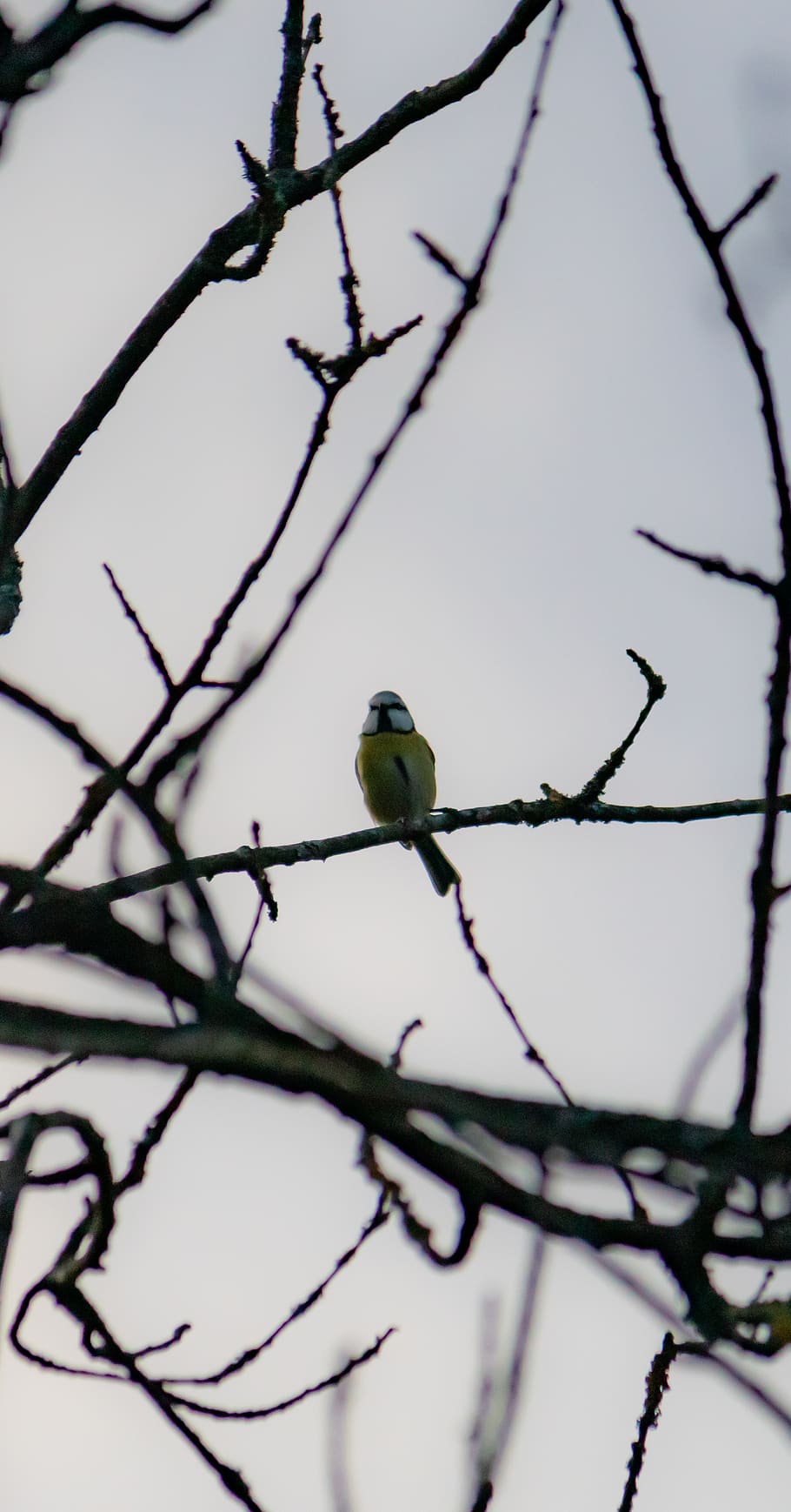 animal, ocell, jay, menjar d'abelles, Gaig blau, pinzell, canari, bluebird, wren, flamarada, llum, robin, accipiter, venes, pa, menjar, bun, cigonya, cardenal, flicker bird, branca, posat, vertebrats, arbre, temes d'animals, un animal, animals a la natura, fauna animal, planta, vista d’angle baix, arbre nu, cap gent, naturalesa, centrar-se en primer pla, bluetit, dia, primer pla, a l'aire lliure, 4K
