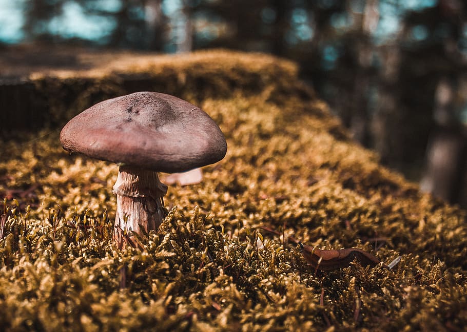brauner Pilz, Pilz, fallen, Wald, Herbst, Baum, Natur, goldenes Licht, goldene Stunde, Pflanze, Wildnis, 70d, kanon 70d, Kanon, Gemüse, Lebensmittel, Wachstum, selektiver Fokus, Land, Nahansicht, Essen und Trinken, Frische, Schönheit in der Natur, Oberflächenniveau, essbarer Pilz, Zerbrechlichkeit, keine Leute, draußen, 4K