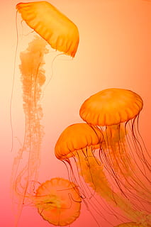 fire oransje maneter, manet, oransje farge, virvelløse, dyr, under vann, gruppe dyr, dyre temaer, dyreliv, dyr i naturen, ingen folk, nærbilde, sjøliv, marine, svømme~~POS=TRUNC, hav, vann, innendørs, studio skudd, natur, undersjøiske, flyter på vann, 5K, CC0, offentlig domene, opphavsrett gratis