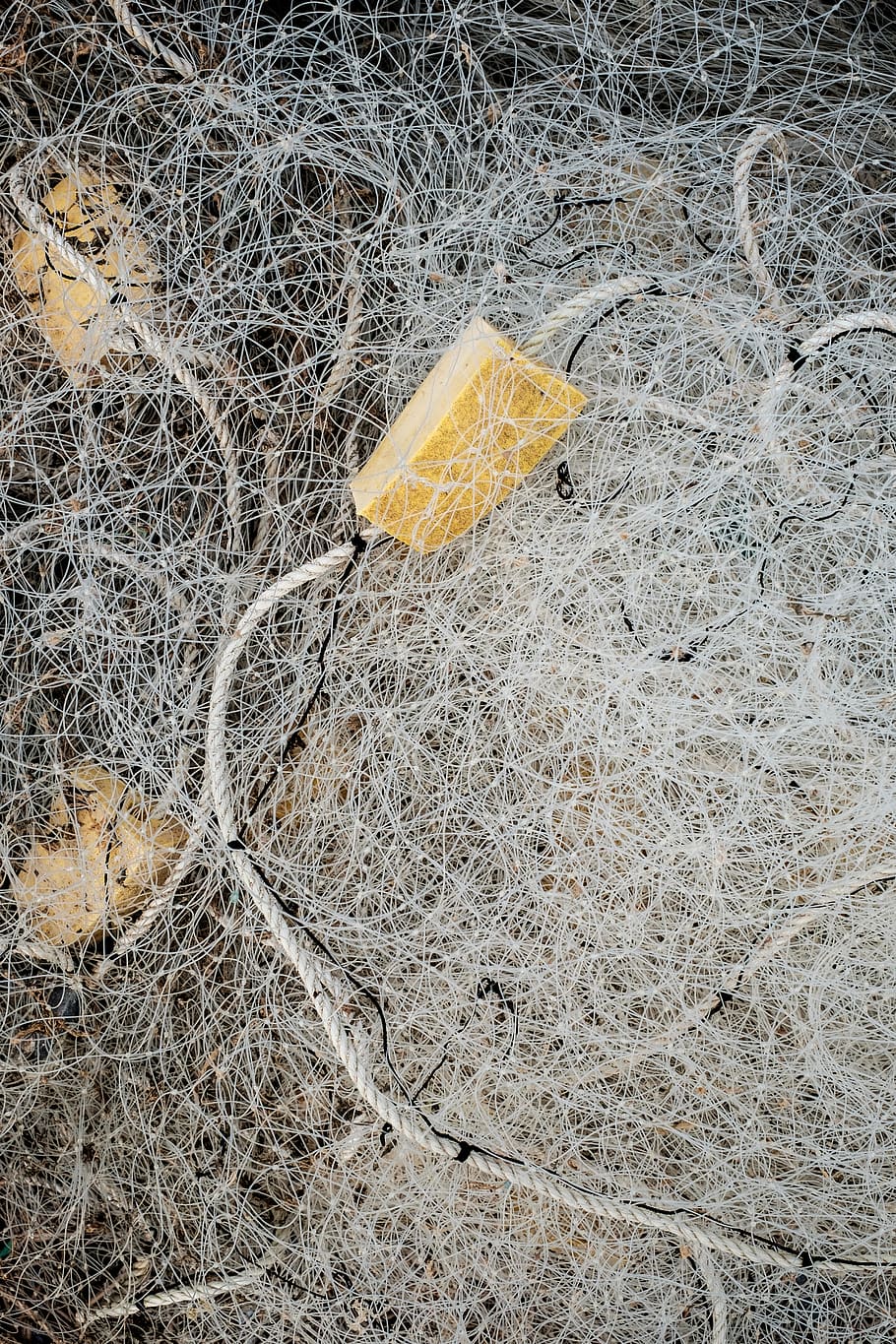 keine Leute, Gelb, Tag, Natur, High Angle View, Pflanze, trocken, Land, Zweig, draußen, Nahansicht, Pflanzenteil, Veränderung, Vollbild, Tier, Blatt, gefroren, einzelnes Objekt, Komplexität, Strand, Fischereiindustrie, 4K