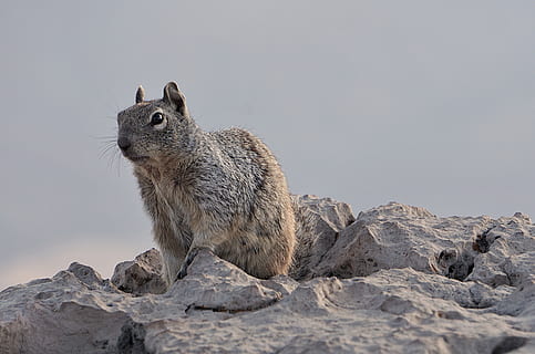 gris, esquirol, rock, vida salvatge, animal, mamífer, rosegador, EUA, Gran Canó, suportar, naturalesa, rata, runes, sòl, chinchilla, la vida marina, Lleó marí, menjar, mandrós de tres dits, fauna animal, temes d'animals, animals a la natura, un animal, rock - object, ardilla, sòlid, cap gent, vista lateral, vertebrats, centrar-se en primer pla, vigilància, a l'aire lliure, assegut, vista del perfil, bigotis, 4K, CC0, domini públic, lliure de regalies