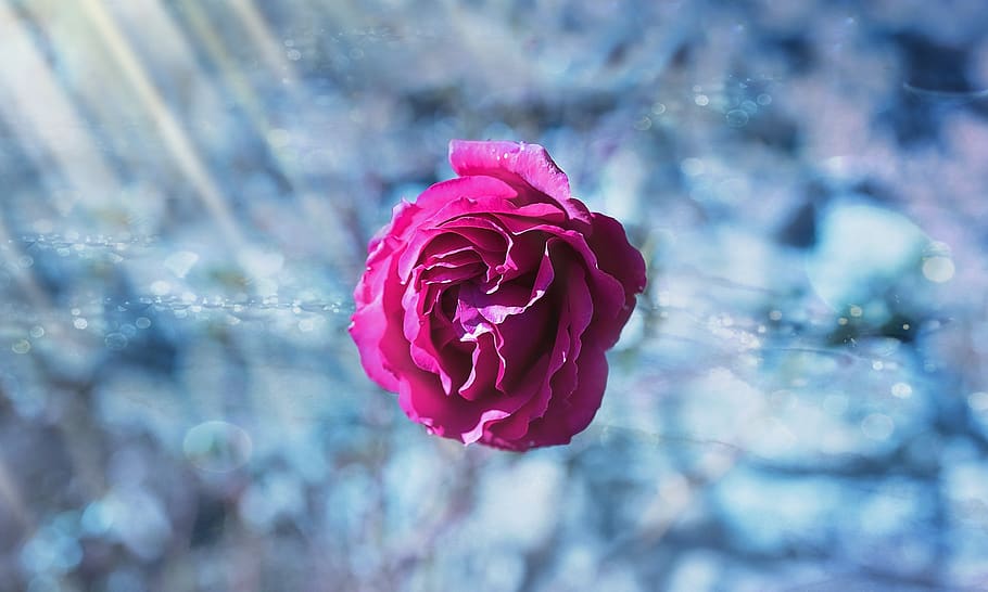 rosa, fotografia de focus selectiu, florir, flor, flora, gel, planta amb flors, bellesa a la natura, planta, frescor, fragilitat, primer pla, flor de roses, vulnerabilitat, pètal, inflorescència, cap de flor, naturalesa, color rosa, centrar-se en primer pla, cap gent, creixement, dia, primavera, a l'aire lliure, pluja, 1080P