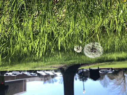 planta, herba, flor, dent de lleó, transport, vehicle, cotxe, automòbil, gespa, vegetació, mala herba, estiu, accessoris, diamant, joieria, accessori, pedres precioses, allium, parc, aigua, color verd, naturalesa, creixement, llac, dia, cap gent, reflexió, temes d'animals, animal, centrar-se en primer pla, a l'aire lliure, bellesa a la natura, llum solar, primer pla, vertebrats, 4K, CC0, domini públic, lliure de regalies