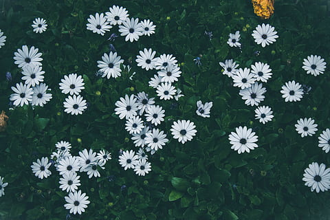 flori albe înflorite, floare, floră, plantă, inflori, margarete, margaretă, Regatul Unit, parc Hyde, geranium, decoratiune interioara, pătură, iarbă, dalie, Aster, planta cu flori, vulnerabilitate, fragilitate, frumusețe în natură, prospeţime, creştere, petală, natură, cap de floare, inflorescenţă, a închide, nici o persoana, zi, culoare alba, vedere în unghi mare, în aer liber, Culoarea verde, camp, 4K, CC0, domeniu public, fără drepturi de autor