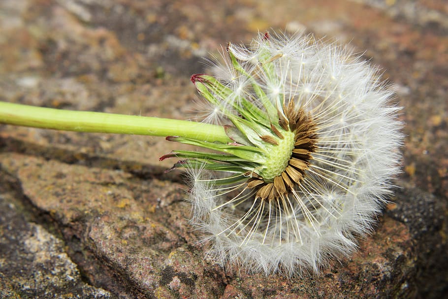 dente de leão, Prado, prado dandelion, Primavera, amarelo, verão, flor, natureza, flor pontiaguda, flores silvestres, bühen, ninguém, plantar, fechar-se, dia, focar em primeiro plano, crescimento, ao ar livre, frescura, beleza na natureza, terra, campo, Espinho, comida e bebida, cor verde, visão de alto ângulo, cravado, Comida, afiado, 5K