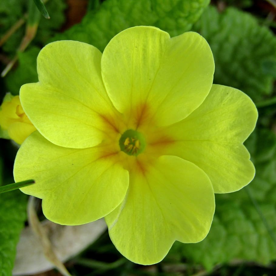 kodriver, forår, gul, makro, primula, plante, natur, tæt på, blomster, primrose drivhus, farverig, blomstrende plante, blomst, friskhed, skønhed i naturen, vækst, kronblad, blomsterstand, skrøbelighed, blomsterhoved, sårbarhed, ingen mennesker, grøn farve, fokus på forgrunden, dag, plante del, blad, udendørs, 2K