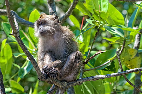 abe, træstamme, dyr, pattedyr, dyreliv, malaysia, Langkawi, kilim geopark, bavian, spise, mad, dovendyr, tre-toed sloth, tiger, jaguar, panter, leopard, træ, plante, dyre temaer, dyr i naturen, et dyr, afdeling, hvirveldyr, primat, natur, plante del, blad, sidder, ingen mennesker, grøn farve, lav vinkel visning, Skov, udendørs, 5K, CC0, offentligt domæne, royaltyfrie