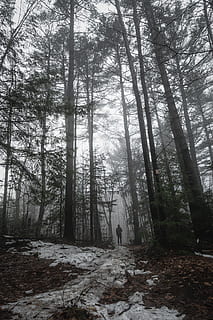 hombre, bosque, humano, persona, árbol, planta, vegetación, naturaleza, al aire libre, tierra, niebla, clima, conífera, abies, abeto, arboleda, selva, secoya, tranquilidad, belleza en la naturaleza, escena no urbana, escena tranquila, día, crecimiento, el maletero, tronco de arbol, paisajes - naturaleza, ambiente, nadie, invierno, 5K, CC0, dominio público, libre de derechos