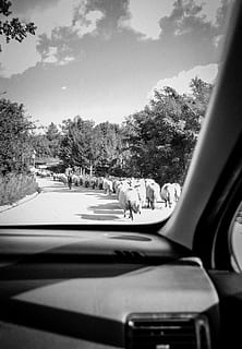 sheep, shepherd, group, order, running, car, window, point, view, pow, bride, maiden, groom, wedding, day, fun, road, woods, forest, bw, transportation, motor vehicle, mode of transportation, land vehicle, tree, glass - material, plant, transparent, vehicle interior, sky, mammal, animal, domestic animals, pets, windshield, animal themes, domestic, no people, outdoors, car point of view, 2K, CC0, public domain, royalty free