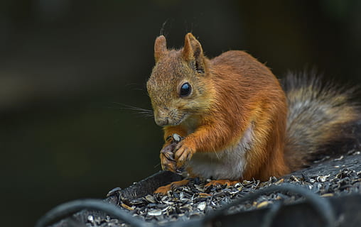 redhead, squirrel, animal, animal themes, mammal, rodent, animal wildlife, one animal, animals in the wild, vertebrate, no people, eating, chipmunk, food, nature, selective focus, food and drink, day, close-up, outdoors, nut, whisker, 5K, CC0, public domain, royalty free