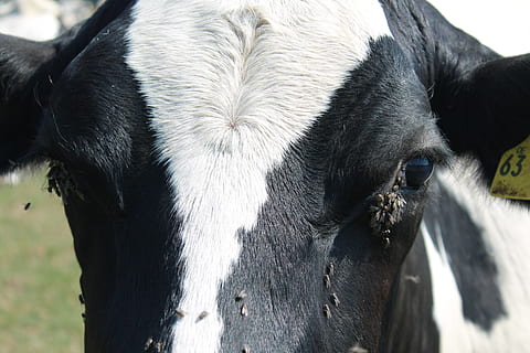 karvė, skristi, ganyklose, jautiena, Žemdirbystė, atrajotojų, Iš arti, vabzdys, blowfly, gyvūnų pasaulį, kaimo, gyvūnų temos, gyvūnas, žinduolių, stuburiniai, gyvulius, Naminiai gyvūnai, vienas gyvūnas, augintiniai, vidaus, gyvūnų kūno dalis, gyvūnų galva, nėra žmonių, galvijai, dieną, gyvūnų gyvūnija, žolėdžius, juoda spalva, sutelkti dėmesį į naujas žinias, lauke, gyvūnų nosis, snukis, gyvūnų akis, 4K, CC0, Viešasis domenas, nemokamai