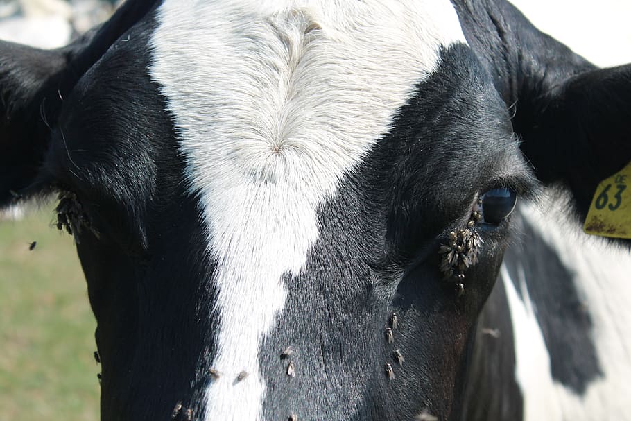 mucca, volare, pascolo, Manzo, agricoltura, ruminante, avvicinamento, insetto, moscone della carne, mondo animale, rurale, temi animali, animale, mammifero, vertebrato, bestiame, animali domestici, un animale, domestico, parte del corpo animale, testa di animale, nessuno, giorno, fauna selvatica, erbivoro, colore nero, concentrarsi sulle conoscenze acquisite, all'aperto, naso animale, grugno, occhio animale, 4K