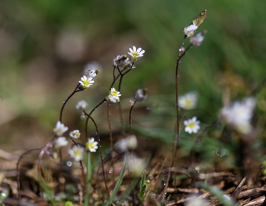 kukat, valkopyykki, pieni, makro, kevät, kasvi, kasvisto, tarvikkeet, märkä, kukka, hauraus, alttius, kasvu, tuoreus, kauneus luonnossa, lähikuva, päivä, maa, luonto, valikoiva tarkennus, ei ihmisiä, keskittyä etualalle, terälehti, kukka pää, kukinto, ala, ulkona, 4K