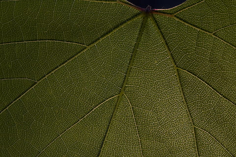 green leaf, plant part, leaf, full frame, close-up, leaf vein, backgrounds, green color, no people, natural pattern, textured, plant, nature, beauty in nature, outdoors, pattern, day, growth, macro, extreme close-up, water, 5K, CC0, public domain, royalty free