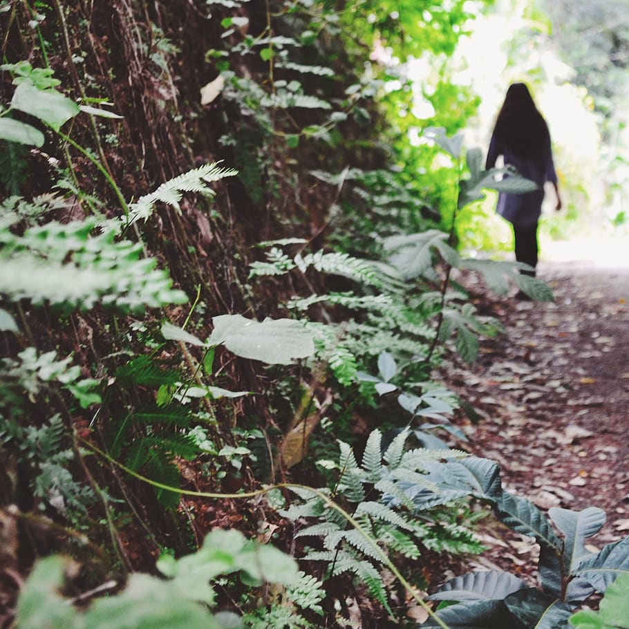 India, kerala, singur, singuratic, trist, mirare, verde, fată, frunze, pădure, călătorie, mers pe jos, plantă, creştere, natură, zi, teren, copac, parte a plantelor, în aer liber, oameni adevărați, Culoarea verde, selectiv, frumusețe în natură, permanent, liniște, camp, trunchi de copac, 1080P