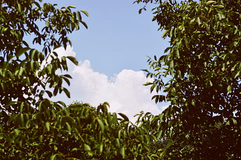 fulles, arbres, bosc, núvols, cloudscape, cel, estiu, naturalesa, fons, fons de pantalla, vsco, planta, arbre, creixement, full, part de la planta, color verd, bellesa a la natura, dia, cap gent, vista d’angle baix, a l'aire lliure, branca, tranquil·litat, núvol - cel, escenics - natura, frescor, fullatge, 5K, CC0, domini públic, lliure de regalies