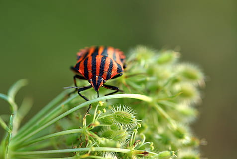 strip bug, graphosoma lineatum, insekt, rød sort, tæt på, plante, stribet, makro, have, sommer, plage, arachnid, streifenwaze, tegning, bugs plage, et dyr, dyre temaer, hvirvelløse, dyreliv, dyr, dyr i naturen, skønhed i naturen, fokus på forgrunden, natur, grøn farve, vækst, ingen mennesker, selektiv fokusering, dag, plante del, blad, blomst, udendørs, 4K, CC0, offentligt domæne, royaltyfrie