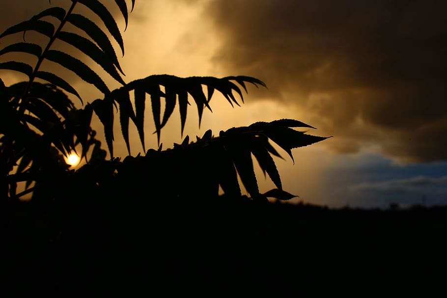 litauen, midnatssol, træer, sol, vakaras, silhuet, himmel, solnedgang, sky - himmel, natur, skønhed i naturen, plante, ingen mennesker, vækst, scenics - natur, rolig scene, ro, blad, træ, lav vinkel visning, orange farve, udendørs, plante del, hvirveldyr, idyllisk, mørk, palmblad, 4K