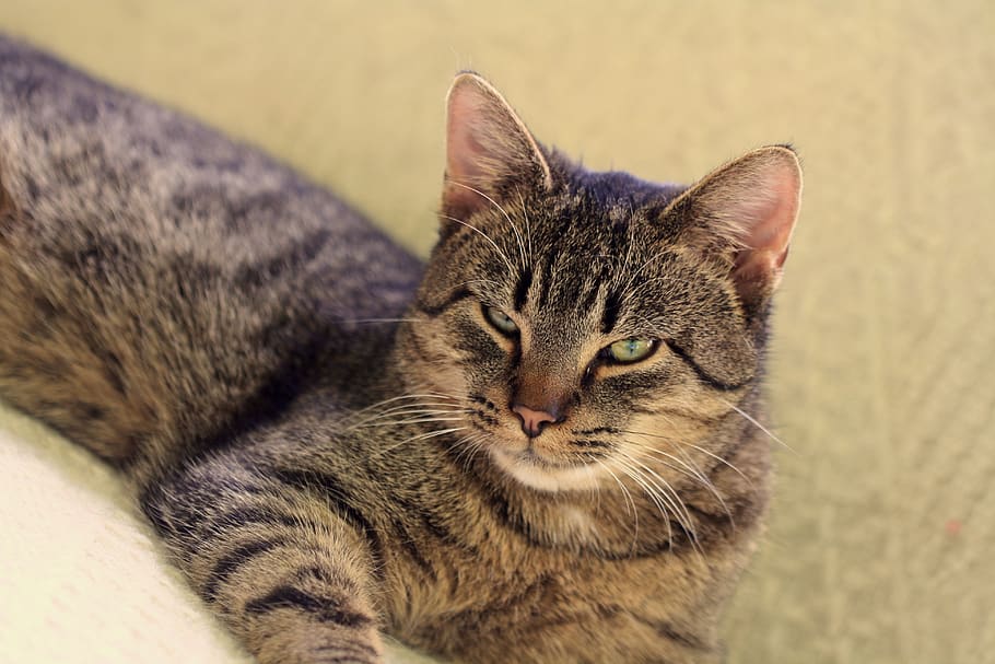 gat, adopció, fundació, animal, animals, gats, mascota, adoptar, gatet, amistat, esponjós, tabby, enterrar, enterrar el gat, mascotes, nacional, felí, gat domèstic, animals domèstics, temes d'animals, mamífer, un animal, primer pla, cap gent, vertebrats, relaxació, bigotis, a l'interior, centrar-se en primer pla, part del cos dels animals, retrat, mirant, cap d’animals, ull d’animals, 4K