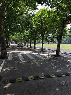 Xina, Changsha, arbres, escola, campus, arbre, planta, transport, cotxe, automòbil, carretera, manera de transport, dia, carrer, cap gent, vehicle terrestre, signe, text, naturalesa, ciutat, a l'aire lliure, comunicació, creixement, marcatge, guió occidental, treelined, 4K, CC0, domini públic, lliure de regalies
