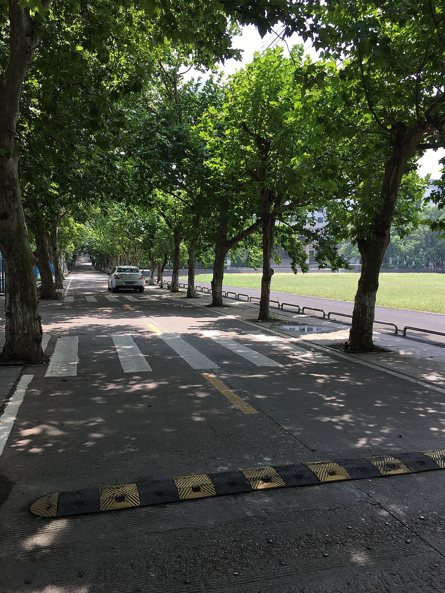 Xina, Changsha, arbres, escola, campus, arbre, planta, transport, cotxe, automòbil, carretera, manera de transport, dia, carrer, cap gent, vehicle terrestre, signe, text, naturalesa, ciutat, a l'aire lliure, comunicació, creixement, marcatge, guió occidental, treelined, 4K