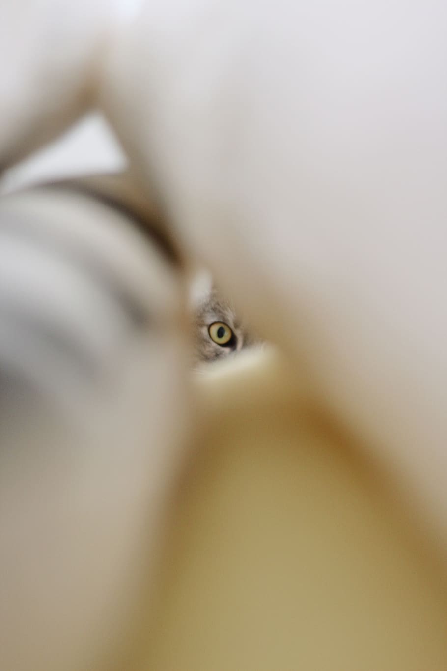 tvář, člověk, osoba, kočka, malá kočka, domácí zvíře, mascota, gato, koťátko, světlo, lidské oko, oko, část lidského těla, část těla, selektivní zaměření, jedna osoba, detail, uvnitř, dospělý, portrét, zrak, mladého dospělého, Smyslové vnímání, koukat, extrémní detail, hledá, při pohledu na fotoaparát, 5K