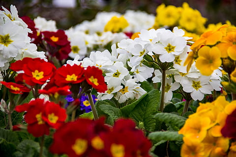 sortfarvede blomster, blomst, plante, blomstre, geranium, blomster arrangement, blomster buket, natur, hvid, buket, rød, gul, sol, daisy, tusindfryd, kronblad, stedmoderblomst, valmue, anemone, pollen, iris, blomstrende plante, friskhed, skønhed i naturen, skrøbelighed, sårbarhed, vækst, multi farvet, tæt på, blomsterhoved, selektiv fokusering, blomsterstand, ingen mennesker, hvid farve, udendørs, dag, overflod, blomsterseng, 5K, CC0, offentligt domæne, royaltyfrie