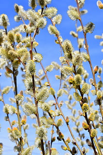 primavera, barka, florir, fusta, naturalesa, branca, verd, flor, felicitat, flors a, abella, pol·len, producció, pistil, llum solar, jardí, fresc, a l'aire lliure, natural, florint, flors, planta, creixement, planta amb flors, bellesa a la natura, primer pla, cap gent, fragilitat, enfocament selectiu, vista d’angle baix, vulnerabilitat, dia, frescor, arbre, cel, centrar-se en primer pla, salze de cony, cap de flor, salze, 5K, CC0, domini públic, lliure de regalies