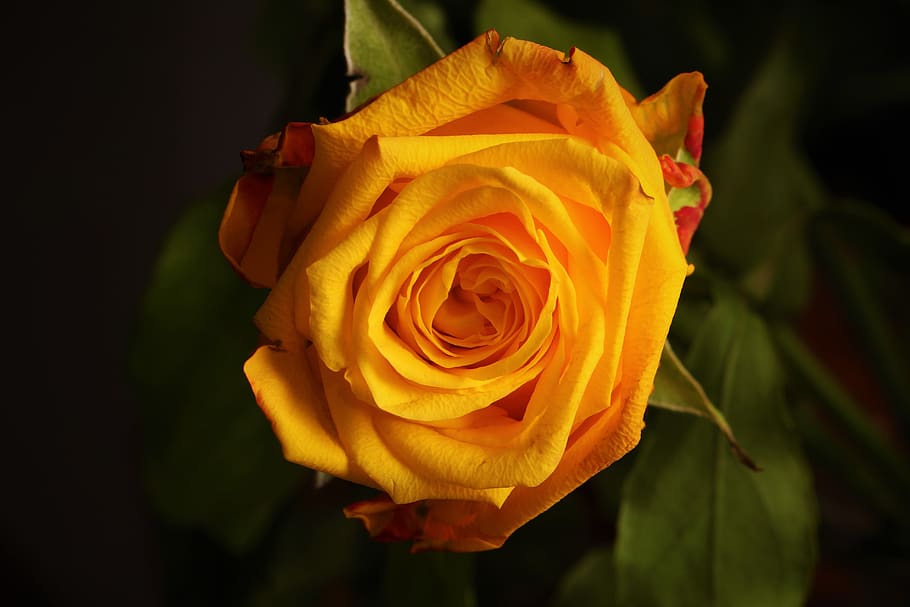 gul rosefotografi, blomst, blomstrende plante, Rose, skønhed i naturen, plante, rosenblomst, sårbarhed, blomsterstand, skrøbelighed, kronblad, blomsterhoved, friskhed, tæt på, natur, gul, vækst, ingen mennesker, udendørs, fokus på forgrunden, sort baggrund, blødhed, buket, blomster arrangement, 5K