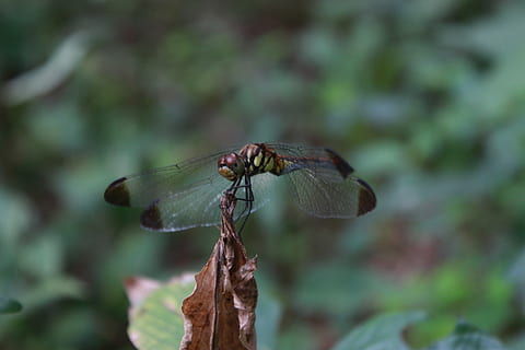 libelulă, insecte, natură, macro, aripă, crenguţă, afix, nevertebrat, animale în sălbăticie, animale sălbatice, un animal, insectă, animale tematice, animal, animal aripă, a închide, să se concentreze asupra primelor elemente, nici o persoana, plantă, zi, frumusețe în natură, în aer liber, frunze, parte a plantelor, selectiv, 4K, CC0, domeniu public, fără drepturi de autor