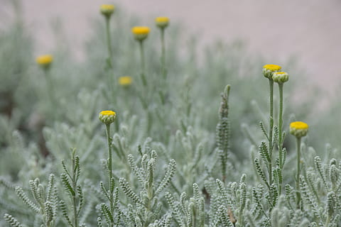 flors, petit, groc, florir, naturalesa, flor, primavera, bonic, planta, jardí, simple, planta amb flors, creixement, bellesa a la natura, fragilitat, terra, vulnerabilitat, primer pla, frescor, camp, cap de flor, cap gent, enfocament selectiu, tija de la planta, inflorescència, a l'aire lliure, centrar-se en primer pla, llit de flors, 4K, CC0, domini públic, lliure de regalies