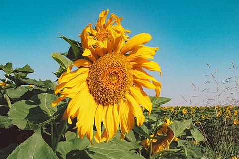 rejsepost, gul, blomst, plante, blomstrende plante, vækst, friskhed, blomsterhoved, skrøbelighed, kronblad, sårbarhed, blomsterstand, skønhed i naturen, himmel, solsikke, natur, tæt på, ingen mennesker, pollen, skyfri himmel, blad, udendørs, bægerblad, 5K, CC0, offentligt domæne, royaltyfrie