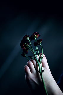 close-up photo, flowers, person, left, foot, barefoot, beautiful, blooming, blur, close-up, dark, flora, focus, fresh, petals, toes, human hand, hand, human body part, flower, holding, flowering plant, one person, plant, nature, freshness, fragility, studio shot, beauty in nature, vulnerability, adult, plant stem, indoors, body part, flower head, finger, human limb, 5K
