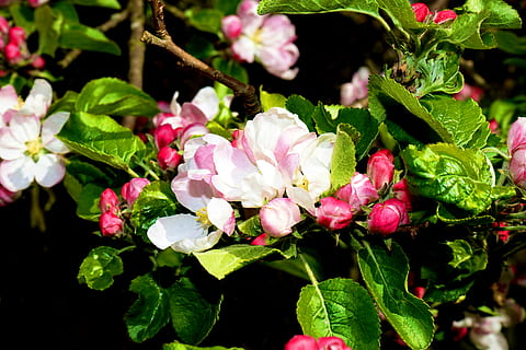 poc profund, focalitzar la fotografia, rosa, flors, borrós, branques, primer pla, delicada, medi ambient, flora, rovells florals, focus, creixement, idíl·lic, naturalesa, pètals, plantes, paisatge, escènic, tranquil, flor, planta amb flors, planta, bellesa a la natura, frescor, vulnerabilitat, fragilitat, pètal, color rosa, part de la planta, full, inflorescència, cap de flor, centrar-se en primer pla, dia, cap gent, botànica, a l'aire lliure, primavera, pol·len, Ram de flors, 5K, CC0, domini públic, lliure de regalies