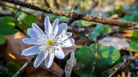 hepatica, hepatitis, primavera, flor, flors silvestres, naturalesa, flora, margarida, planta amb flors, planta, fragilitat, frescor, vulnerabilitat, bellesa a la natura, creixement, pètal, inflorescència, cap de flor, primer pla, centrar-se en primer pla, Color blanc, cap gent, dia, pol·len, 5K, CC0, domini públic, lliure de regalies