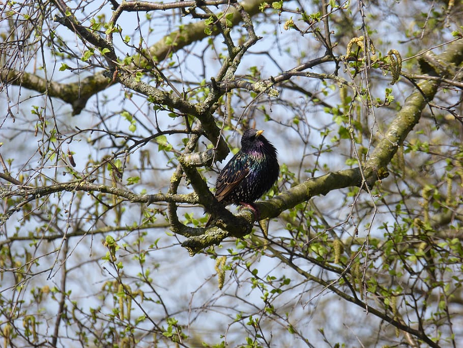 cierto, pájaro cantor, pájaro, pluma, rama, negro, animal, naturaleza, mundo animal, árbol, animales en la naturaleza, temas de animales, fauna animal, vertebrado, un animal, planta, posado, vista de ángulo bajo, día, centrarse en primer plano, nadie, al aire libre, estornino, belleza en la naturaleza, enfoque selectivo, águila, 4K