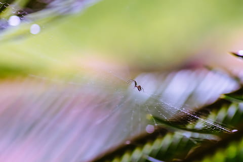ragno, web, natura, macro, micro, insetto, Aranha, Teia, Natureza, verde, pauroso, mini, avvicinamento, messa a fuoco selettiva, invertebrato, fragilità, animale, animali allo stato selvatico, temi animali, vulnerabilità, fauna selvatica, un animale, ragnatela, aracnide, pianta, nessuno, artropodo, giorno, bellezza nella natura, all'aperto, rugiada, 4K, CC0, dominio pubblico, privo di copyright