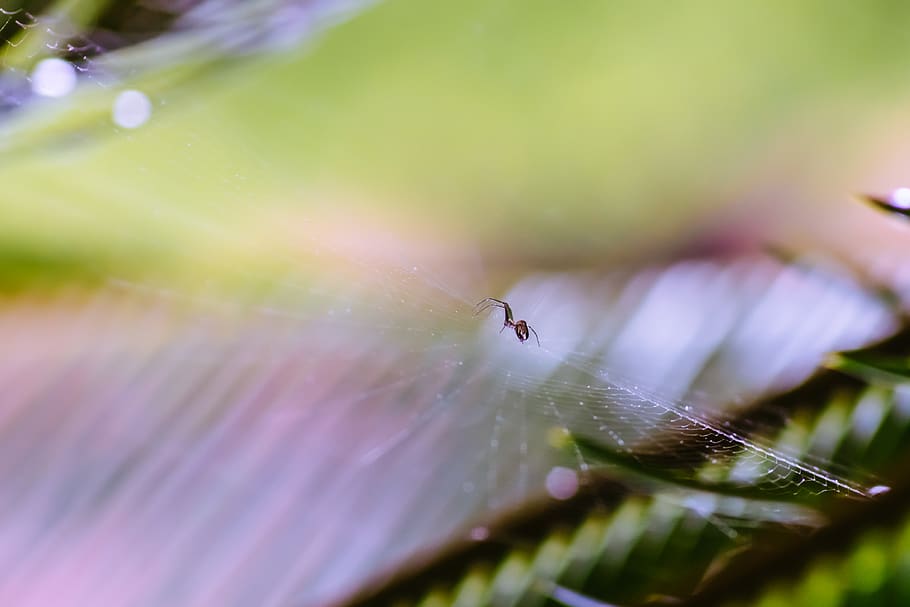 aranya, web, naturalesa, macro, micro, insecte, aranha, Teia, natureza, verd, por, mini, primer pla, enfocament selectiu, invertebrat, fragilitat, animal, animals a la natura, temes d'animals, vulnerabilitat, fauna animal, un animal, teranyina, aràcnids, planta, cap gent, artròpode, dia, bellesa a la natura, a l'aire lliure, rosada, 4K