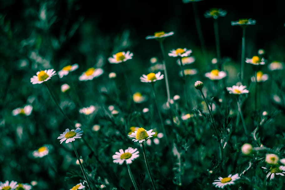 selettivo, messa a fuoco, bianca, fiori petalo, fioritura, fiorire, luminosa, camomilla, avvicinamento, colori, campo, flora, boccioli di fiori, fiori, giardino, verde, crescita, petali, piante, fiore, pianta fiorita, pianta, fragilità, bellezza nella natura, vulnerabilità, freschezza, giallo, nessuno, natura, petalo, terra, concentrarsi sulle conoscenze acquisite, testa di fiore, infiorescenza, messa a fuoco selettiva, margherita, all'aperto, polline, letto di fiori, 5K