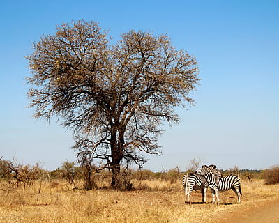 dos, zebres, al costat, arbre sense fulles, naturalesa, pastures, a l'aire lliure, sabana, camp, animal, zebra, vida salvatge, mamífer, Sud-Àfrica, parc nacional kruger, paisatge, animal, àfrica, naturalesa, desert, planta, arbre, Warthog, sortida del sol, cel, temes d'animals, fauna animal, animals a la natura, safari, medi ambient, herba, cel clar, vertebrats, cap gent, dia, herbívors, 4K, CC0, domini públic, lliure de regalies