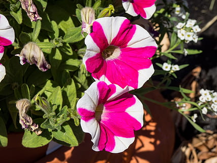 lyserød, hvid, stribet, blomster, makro, natur, sommer, have, grøn, blade, rød, stribe, blomstrende plante, blomst, kronblad, skrøbelighed, sårbarhed, skønhed i naturen, plante, friskhed, blomsterstand, blomsterhoved, vækst, tæt på, lyserød farve, ingen mennesker, petunia, plante del, blad, dag, fokus på forgrunden, udendørs, pollen, lilla, 4K, CC0, offentligt domæne, royaltyfrie