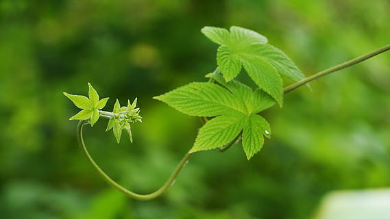 planter, greenness, natur, blad, grøn, sommer, klude, arten af, Korea, denne type, plante del, plante, grøn farve, vækst, skønhed i naturen, tæt på, fokus på forgrunden, dag, skrøbelighed, ingen mennesker, sårbarhed, friskhed, træ, udendørs, blomst, mad, mad og drikke, afdeling, urt, 4K, CC0, offentligt domæne, royaltyfrie